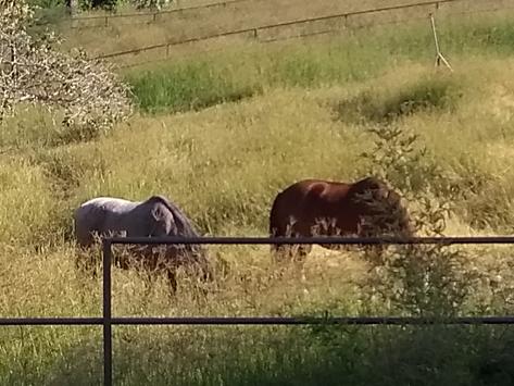 Pastures in Dry Season